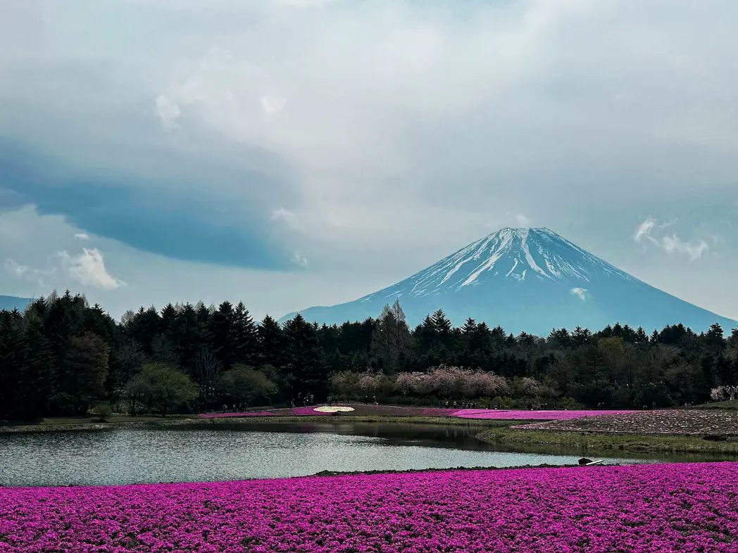 Monte Fuji durante festival Shibazakura